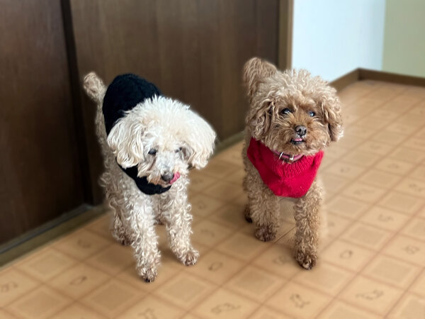 小型犬トイプードルペットホテル