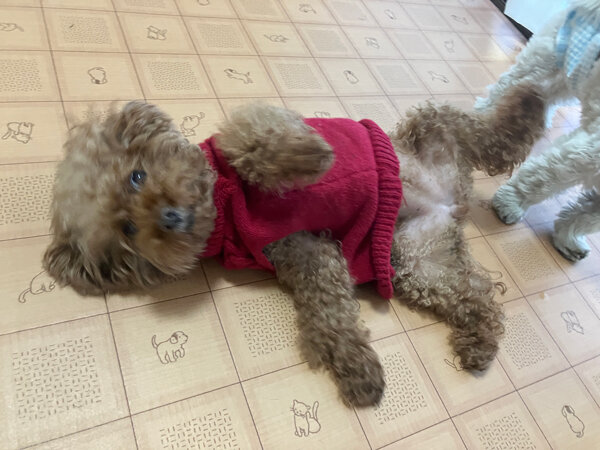 小型犬トイプードルペットホテル