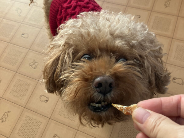 小型犬トイプードルペットホテル