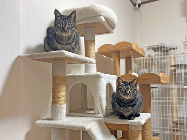 猫ペットホテル