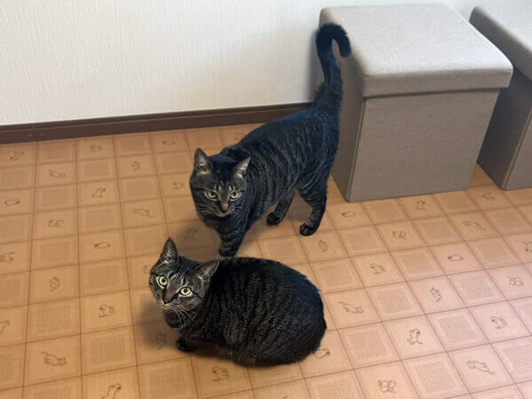 猫ペットホテル