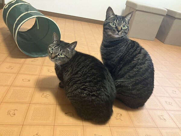 猫ペットホテル