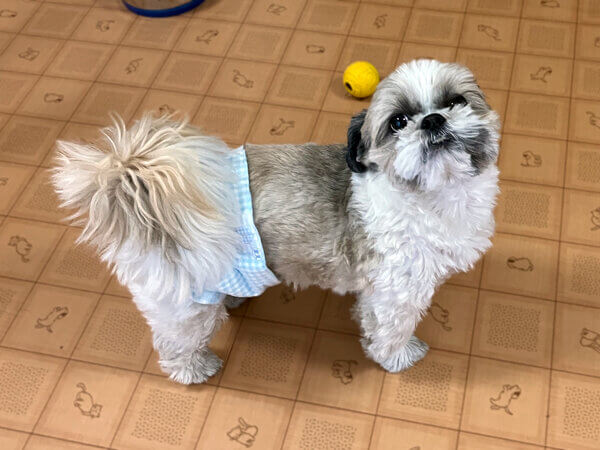 小型犬シーズーペットホテル