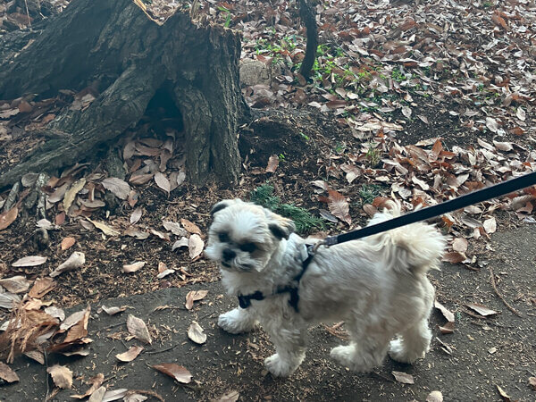 小型犬シーズーペットホテル