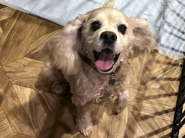 アメリカンコッカースパニエルペットシッター