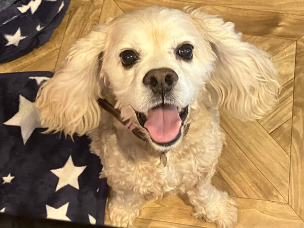 アメリカンコッカースパニエルペットシッター