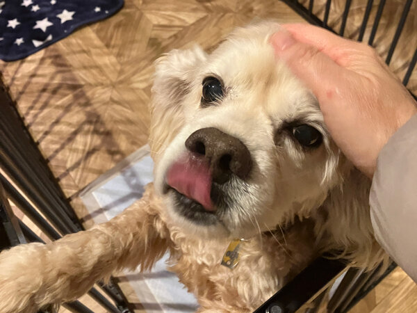 アメリカンコッカースパニエルペットシッター