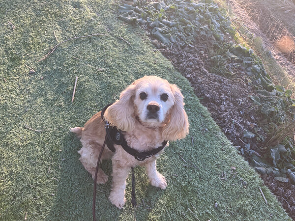 アメリカンコッカースパニエルペットシッター