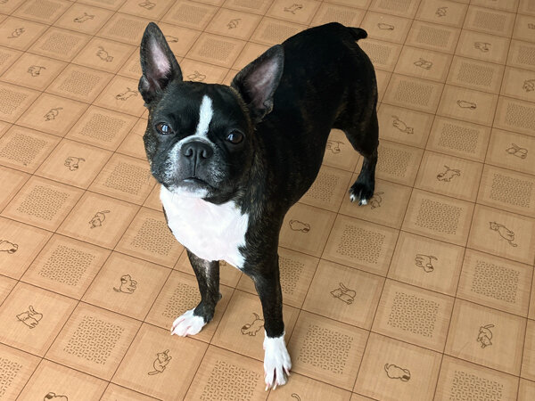 小型犬ボストンテリアペットホテル