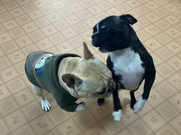 小型犬ボストンテリアペットホテル