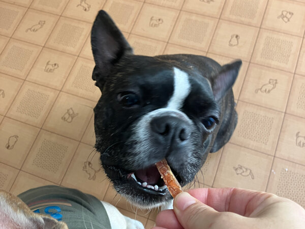 小型犬ボストンテリアペットホテル