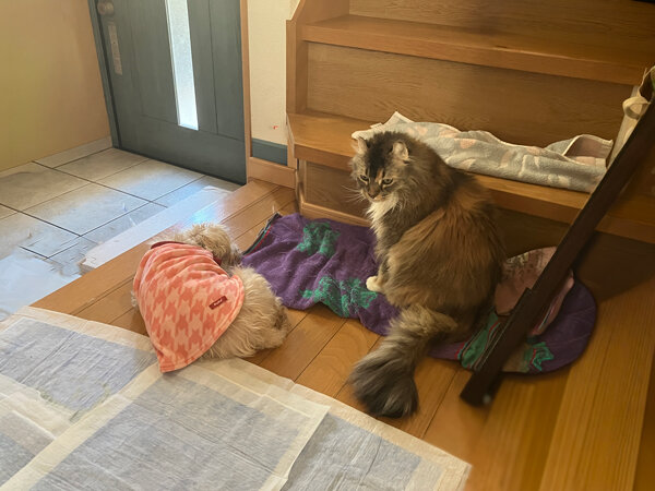 猫ペットシッター