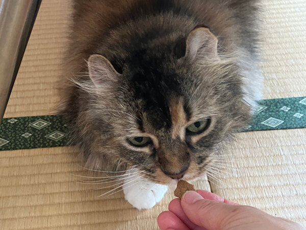 猫ペットシッター