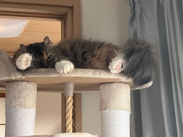 猫ペットシッター