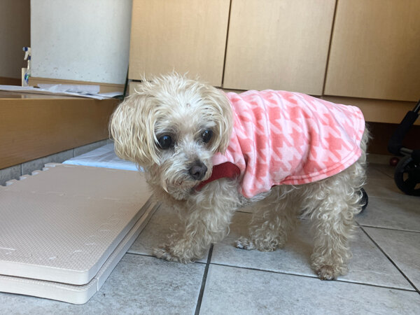 小型犬マルチーズ×トイプードルペットシッター