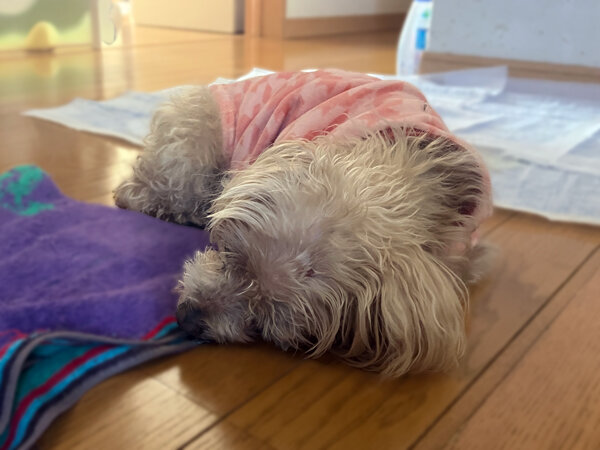 小型犬マルチーズ×トイプードルペットシッター