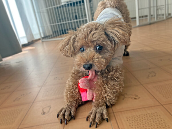 小型犬トイプードルペットホテル