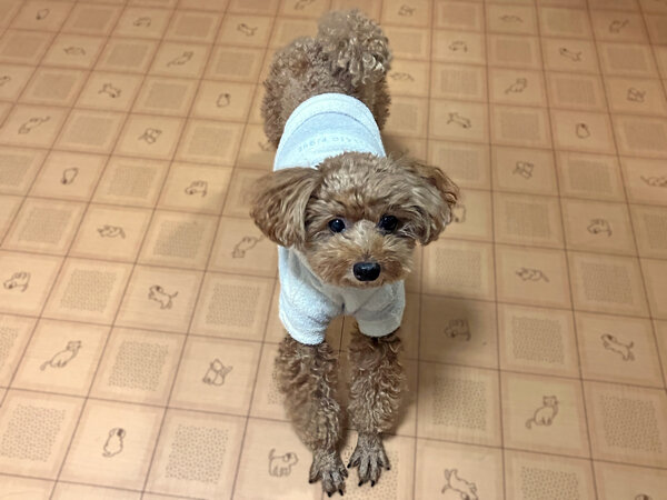 小型犬トイプードルペットホテル