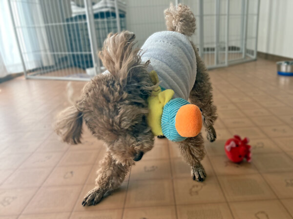 小型犬トイプードルペットホテル