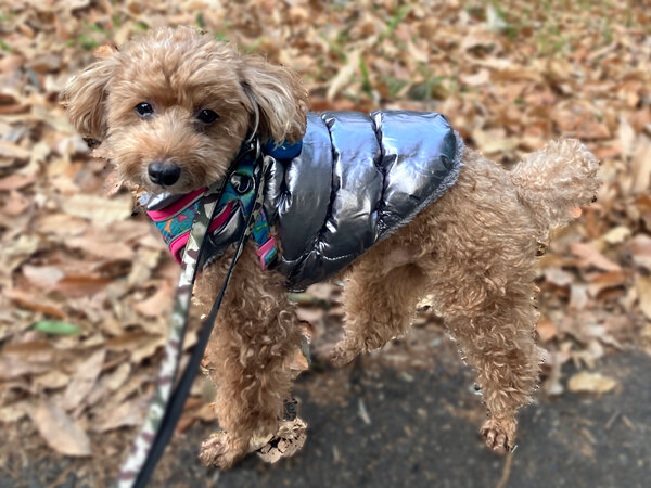 小型犬トイプードルペットホテル