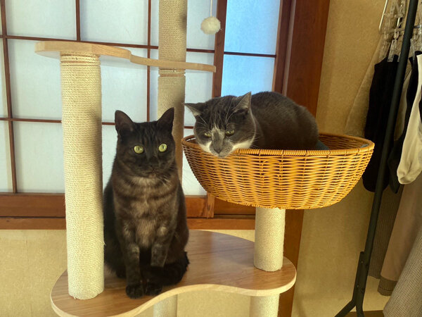 猫ペットシッター