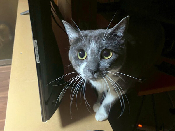 猫ペットシッター