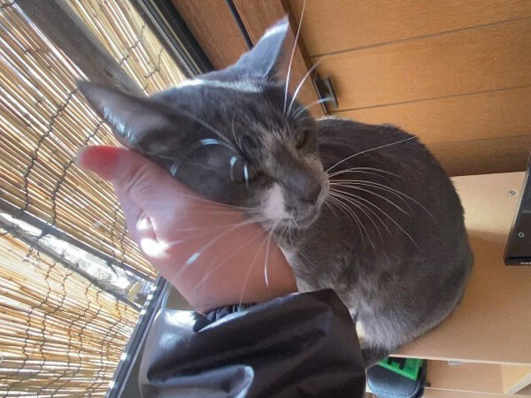 猫ペットシッター