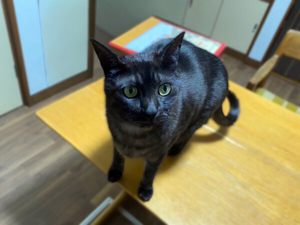 猫ペットシッター