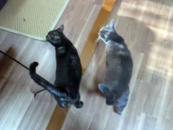 猫ペットシッター