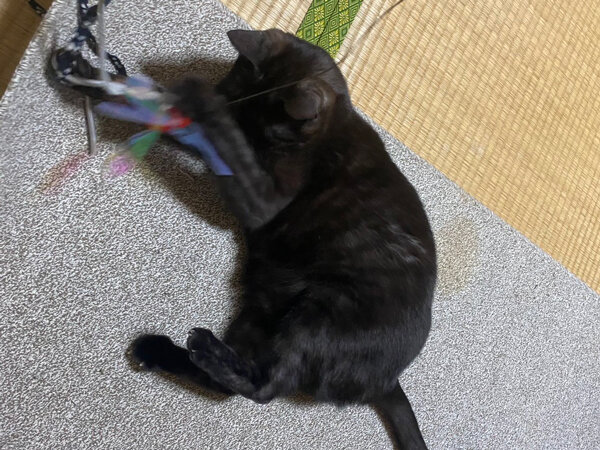 猫ペットシッター