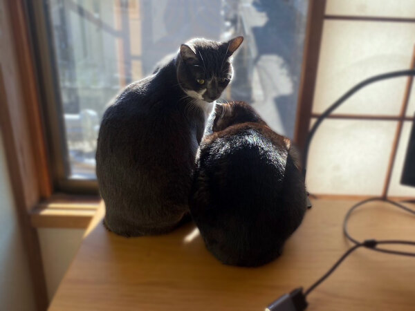 猫ペットシッター