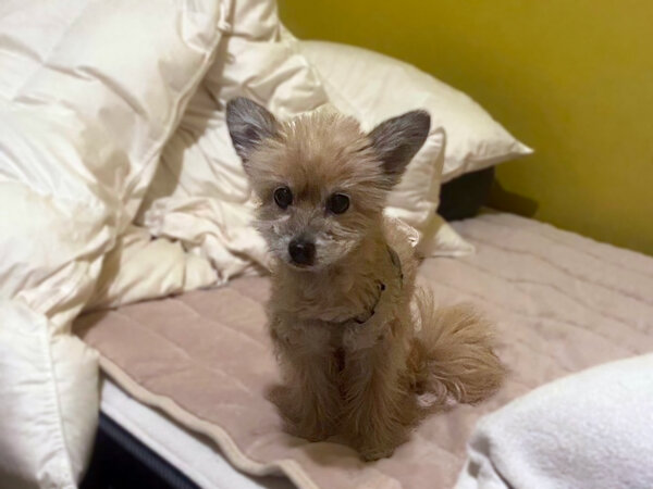 小型犬チワワ×トイプードルペットシッター