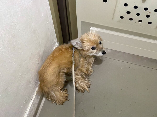 小型犬チワワ×トイプードルペットシッター