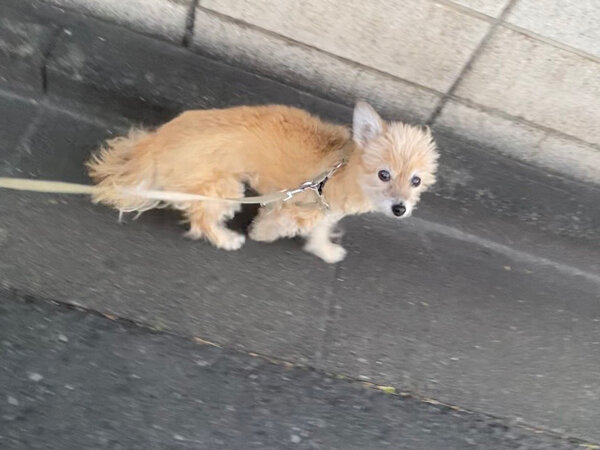 小型犬チワワ×トイプードルペットシッター