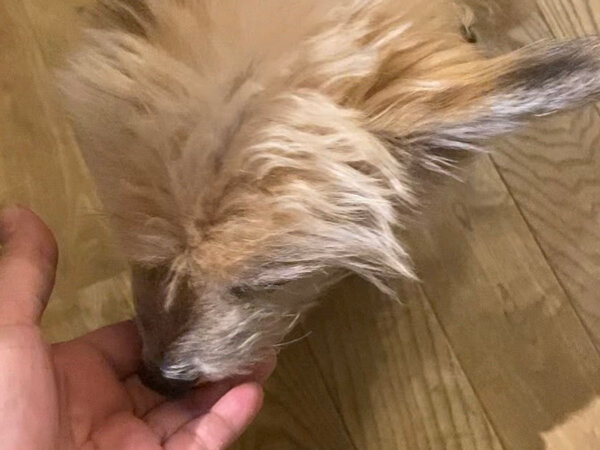 小型犬チワワ×トイプードルペットシッター