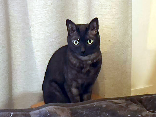 猫ペットシッター