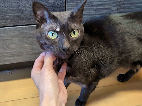 猫ペットシッター