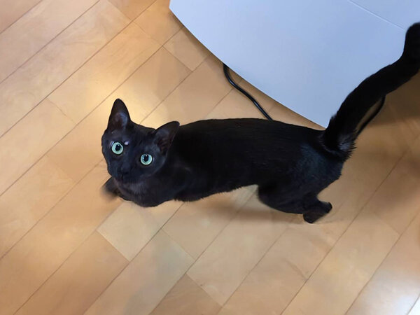 猫ペットシッター