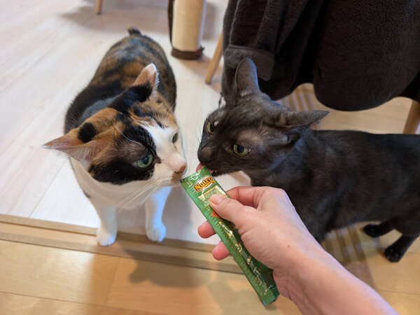 猫ペットシッター