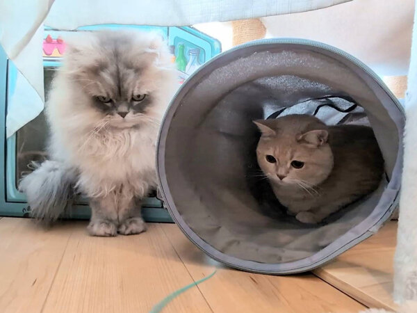 ラガマフィン猫ペットシッター