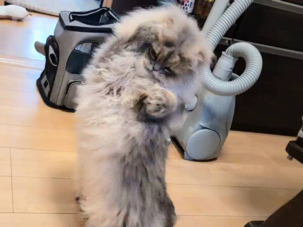 ラガマフィン猫ペットシッター