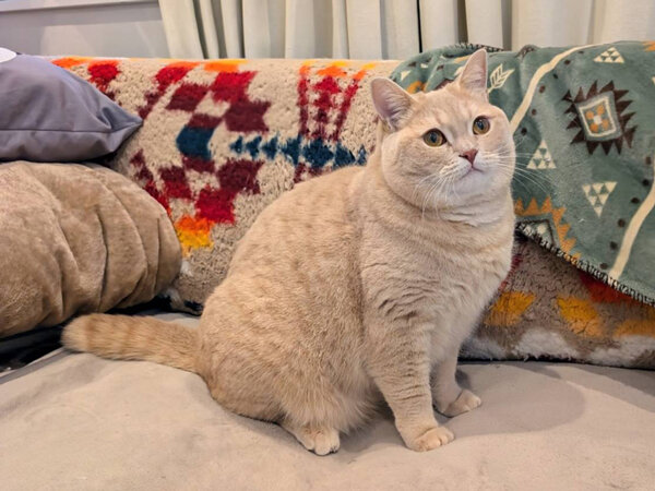 ブリティッシュショートヘア猫ペットシッター