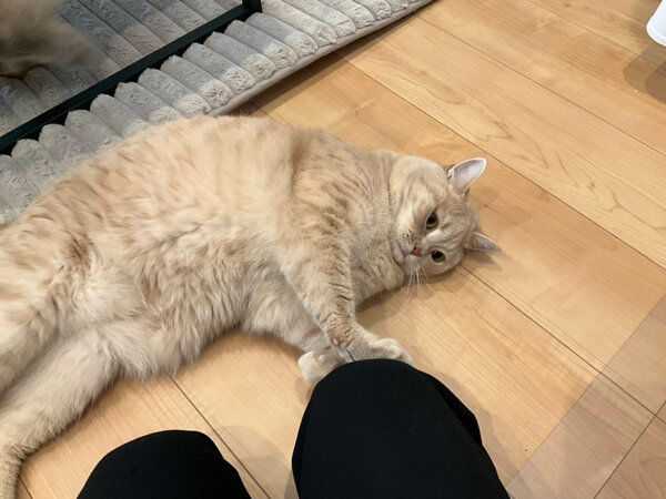 ブリティッシュショートヘア猫ペットシッター