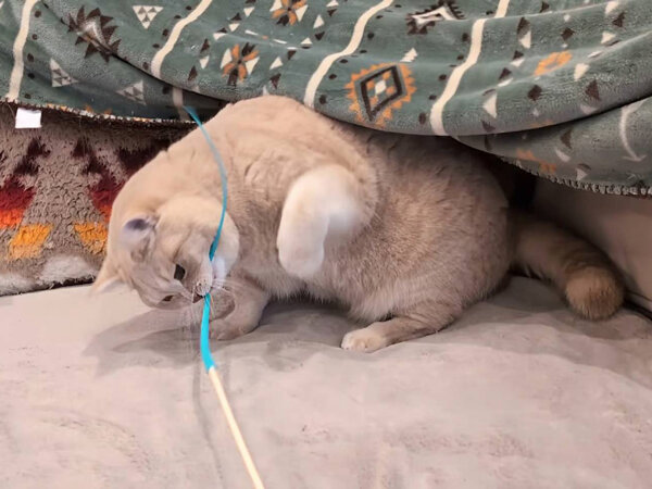 ブリティッシュショートヘア猫ペットシッター