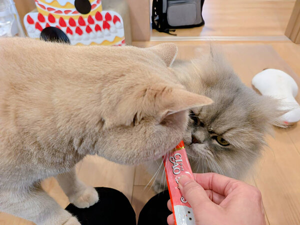 ブリティッシュショートヘア猫ペットシッター