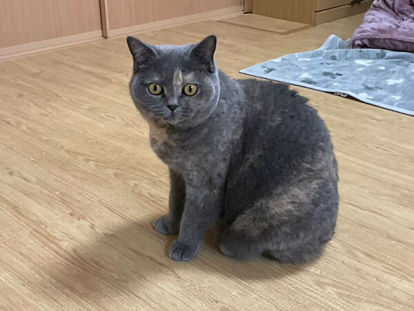 ブリティッシュショートヘア猫ペットシッター