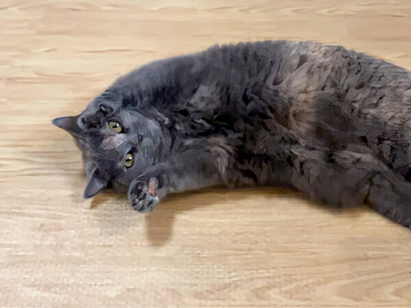 ブリティッシュショートヘア猫ペットシッター