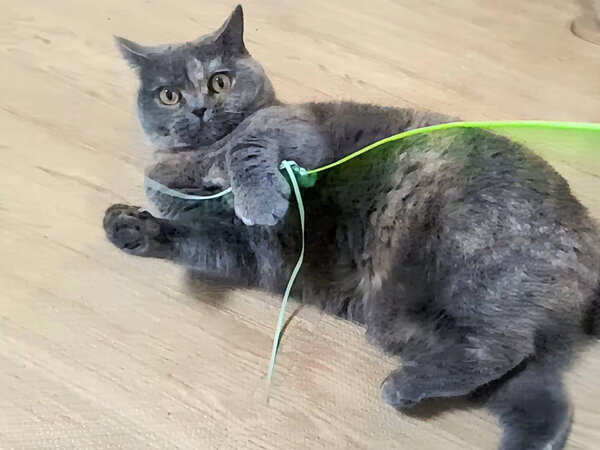 ブリティッシュショートヘア猫ペットシッター