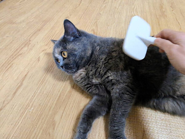 ブリティッシュショートヘア猫ペットシッター