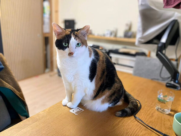 三毛猫ペットシッター